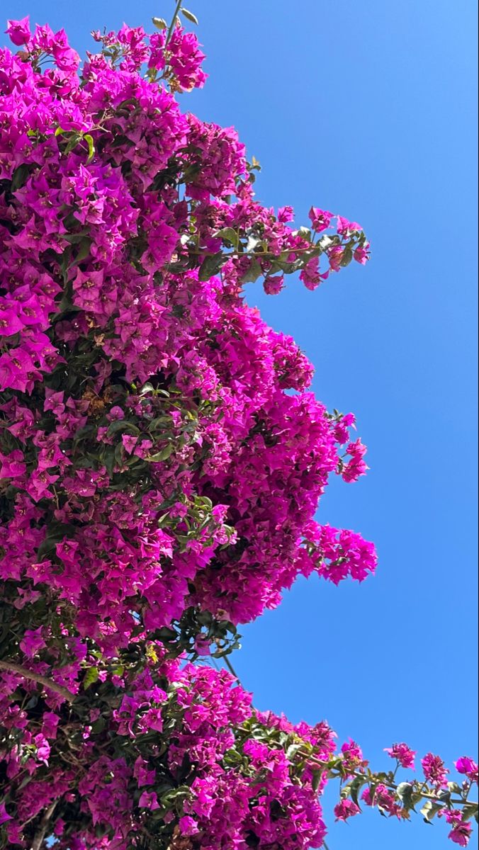 عکس گالری بوشهر