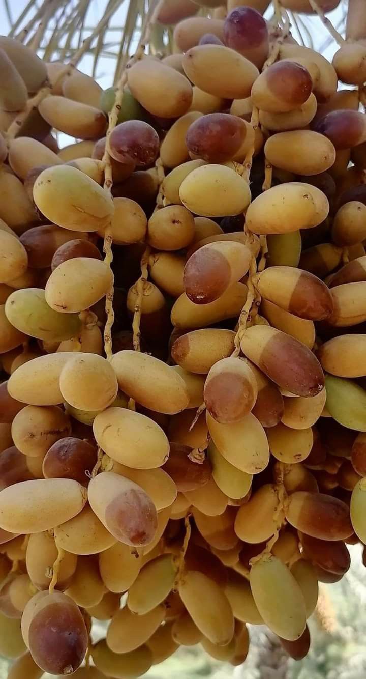 عکس گالری بوشهر